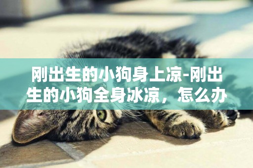 剛出生的小狗身上涼-剛出生的小狗全身冰涼，怎么辦？