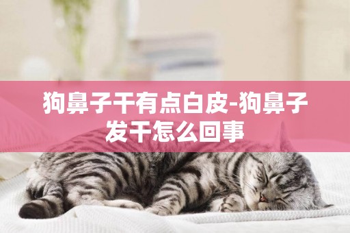 狗鼻子干有點白皮-狗鼻子發干怎么回事