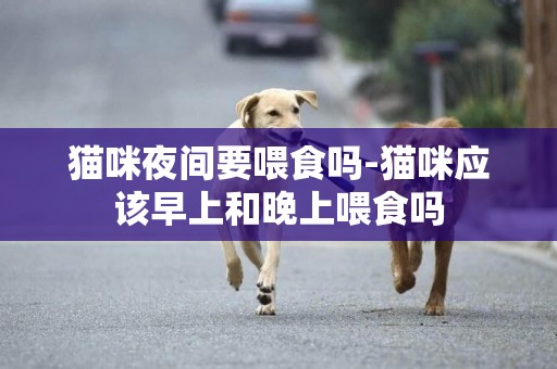 貓咪夜間要喂食嗎-貓咪應該早上和晚上喂食嗎