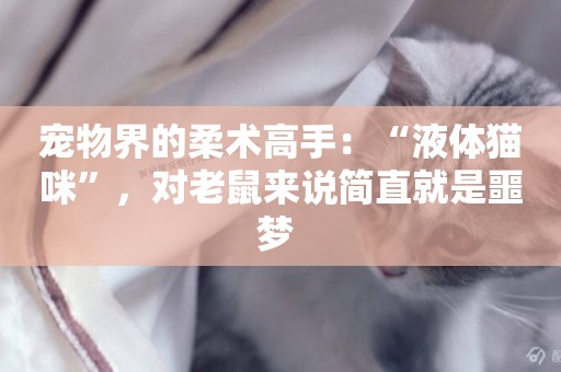 寵物界的柔術高手：“液體貓咪”，對老鼠來說簡直就是噩夢 