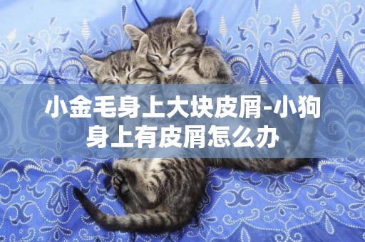 小金毛身上大塊皮屑-小狗身上有皮屑怎么辦