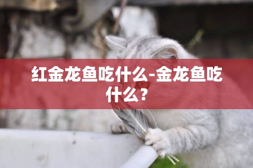 紅金龍魚吃什么-金龍魚吃什么？