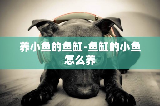 養小魚的魚缸-魚缸的小魚怎么養