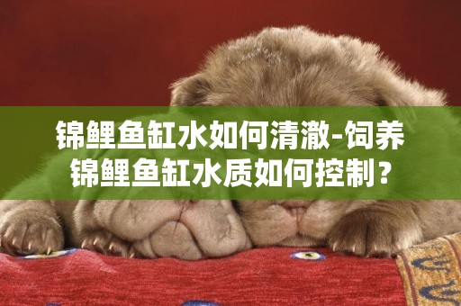 錦鯉魚缸水如何清澈-飼養錦鯉魚缸水質如何控制？