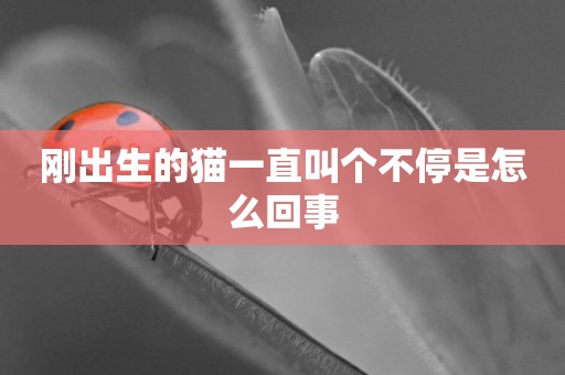 剛出生的貓一直叫個不停是怎么回事