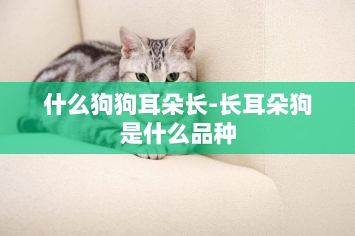 什么狗狗耳朵長-長耳朵狗是什么品種