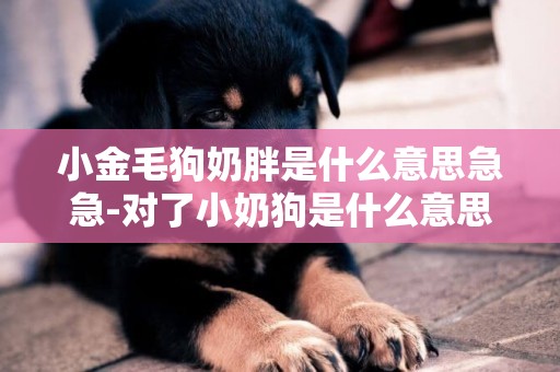 小金毛狗奶胖是什么意思急急-對了小奶狗是什么意思