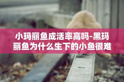 小瑪麗魚成活率高嗎-黑瑪麗魚為什么生下的小魚很難成活?怎么解決?