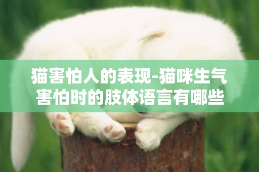 貓害怕人的表現-貓咪生氣害怕時的肢體語言有哪些