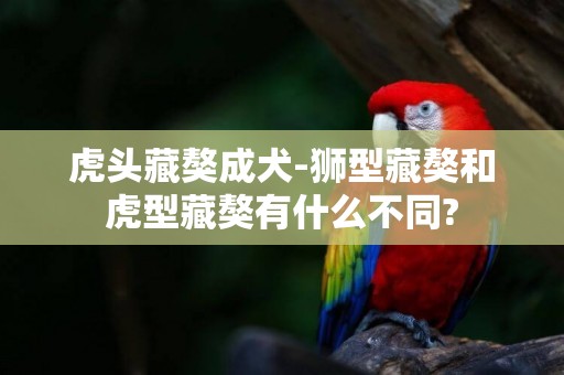 虎頭藏獒成犬-獅型藏獒和虎型藏獒有什么不同?
