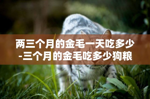 兩三個月的金毛一天吃多少-三個月的金毛吃多少狗糧