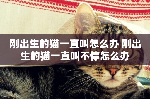 剛出生的貓一直叫怎么辦 剛出生的貓一直叫不停怎么辦