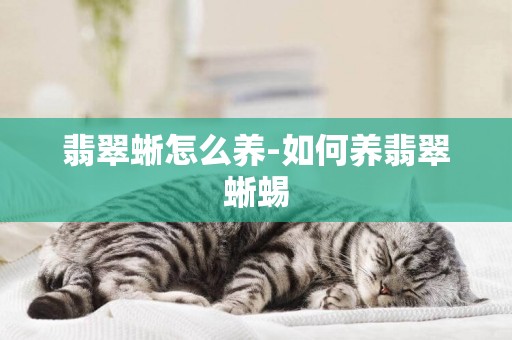翡翠蜥怎么養-如何養翡翠蜥蜴