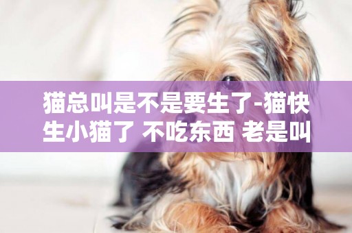 貓總叫是不是要生了-貓快生小貓了 不吃東西 老是叫