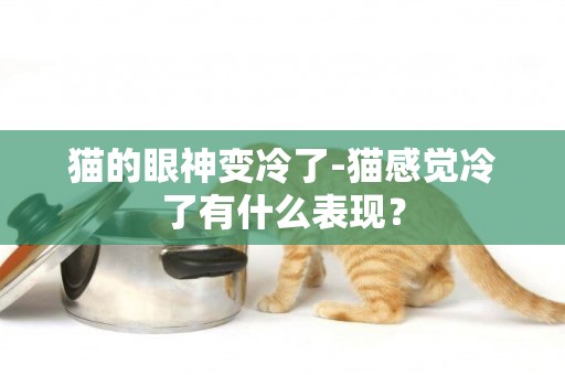 貓的眼神變冷了-貓感覺冷了有什么表現？