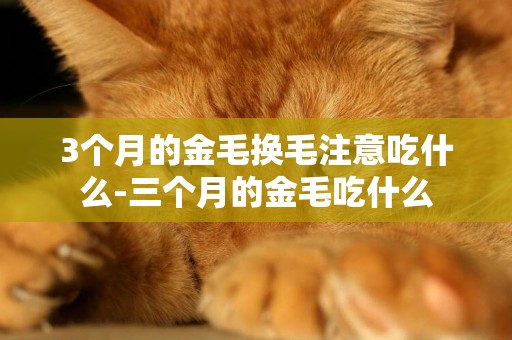 3個月的金毛換毛注意吃什么-三個月的金毛吃什么