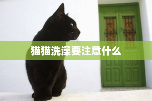 貓貓洗澡要注意什么