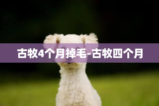 古牧4個月掉毛-古牧四個月