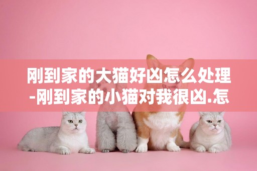 剛到家的大貓好兇怎么處理-剛到家的小貓對我很兇.怎么辦