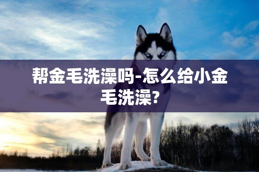 幫金毛洗澡嗎-怎么給小金毛洗澡?
