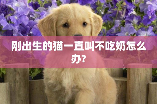 剛出生的貓一直叫不吃奶怎么辦?