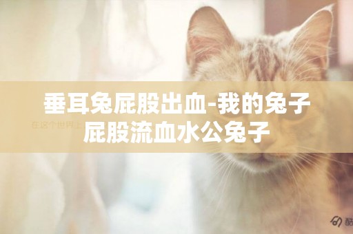垂耳兔屁股出血-我的兔子屁股流血水公兔子