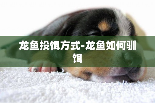 龍魚投餌方式-龍魚如何馴餌