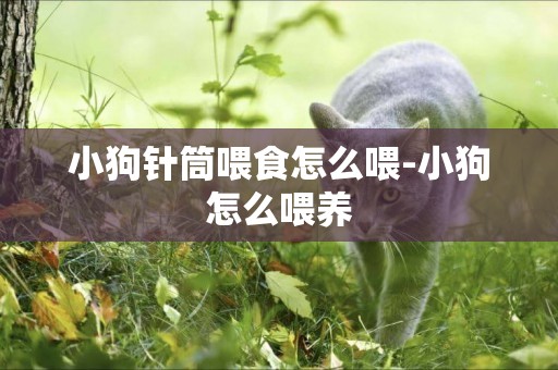 小狗針筒喂食怎么喂-小狗怎么喂養