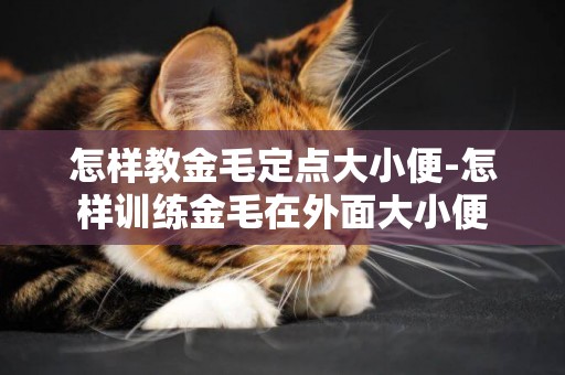 怎樣教金毛定點大小便-怎樣訓練金毛在外面大小便