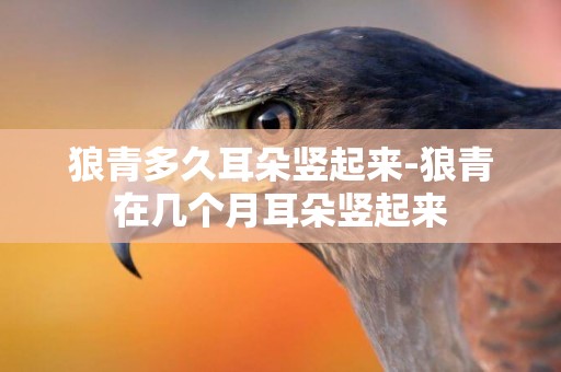 狼青多久耳朵豎起來-狼青在幾個月耳朵豎起來