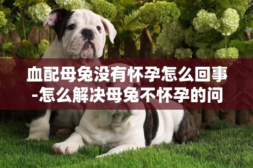 血配母兔沒有懷孕怎么回事-怎么解決母兔不懷孕的問題