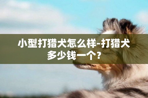 小型打獵犬怎么樣-打獵犬多少錢一個？