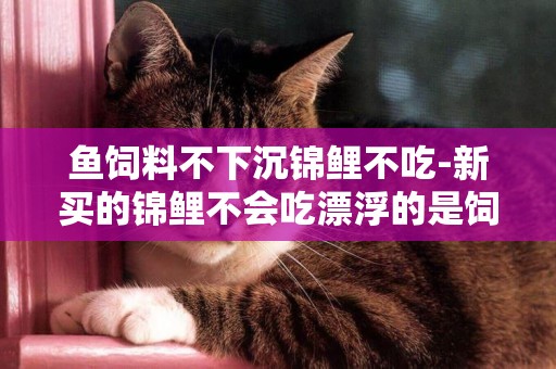 魚飼料不下沉錦鯉不吃-新買的錦鯉不會吃漂浮的是飼料怎么辦？