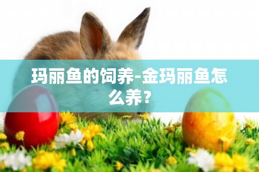 瑪麗魚的飼養-金瑪麗魚怎么養？