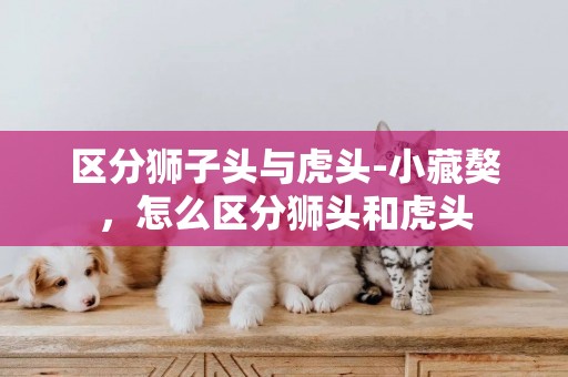 區分獅子頭與虎頭-小藏獒，怎么區分獅頭和虎頭