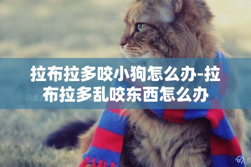 拉布拉多咬小狗怎么辦-拉布拉多亂咬東西怎么辦