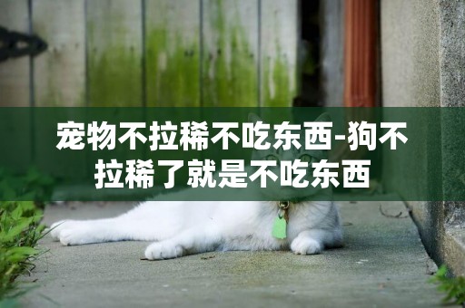 寵物不拉稀不吃東西-狗不拉稀了就是不吃東西