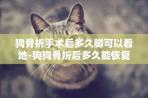 狗骨折手術后多久腳可以著地-狗狗骨折后多久能恢復