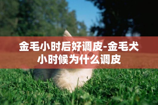 金毛小時后好調皮-金毛犬小時候為什么調皮