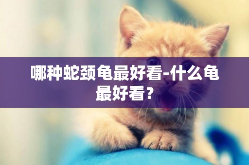 哪種蛇頸龜最好看-什么龜最好看？