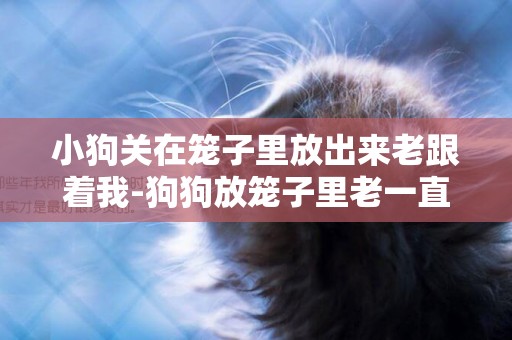 小狗關在籠子里放出來老跟著我-狗狗放籠子里老一直叫怎么辦