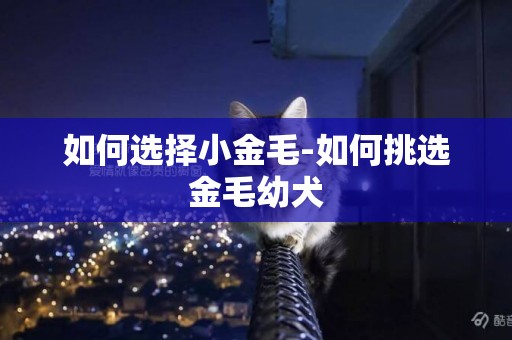 如何選擇小金毛-如何挑選金毛幼犬