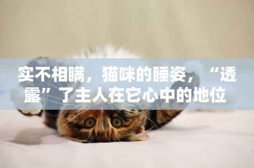 實不相瞞，貓咪的睡姿，“透露”了主人在它心中的地位 