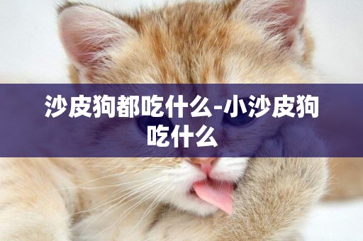 沙皮狗都吃什么-小沙皮狗吃什么