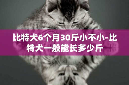 比特犬6個月30斤小不小-比特犬一般能長多少斤