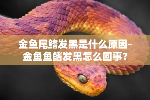 金魚尾鰭發黑是什么原因-金魚魚鰭發黑怎么回事？
