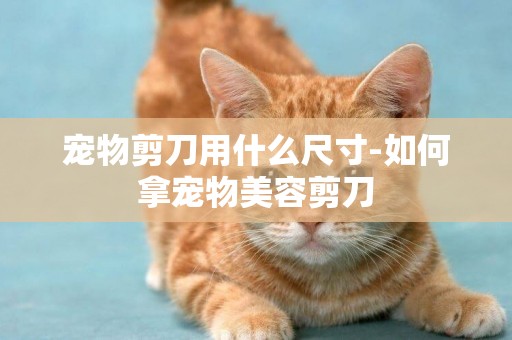 寵物剪刀用什么尺寸-如何拿寵物美容剪刀