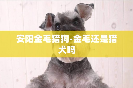 安陽金毛獵狗-金毛還是獵犬嗎