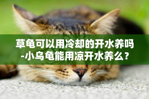 草龜可以用冷卻的開水養嗎-小烏龜能用涼開水養么？