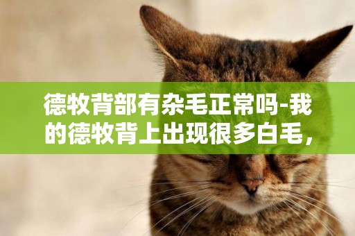 德牧背部有雜毛正常嗎-我的德牧背上出現很多白毛，請問長大了會更多嗎？